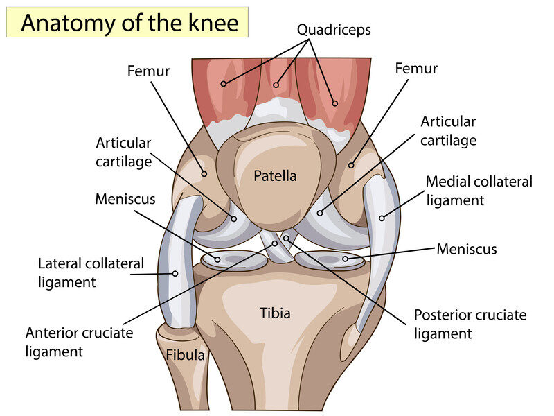 knee knee
